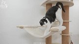 用猫薄荷洗澡后，男朋友差点被猫吃掉！