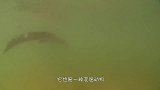 湿地公园的鳄鱼在湖里冬眠，被冻在湖里，只留出了鼻子呼吸