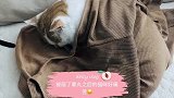 可爱的猫咪变太监了，羞涩的表情看着就觉得有点难过