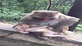 这只小猴好调皮，猴妈妈拉着它还那么爱动，网友：本性就这样！