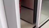 大金毛扒开冰箱偷吃