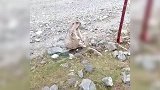 狗子挑衅土拨鼠，结果悲剧了！
