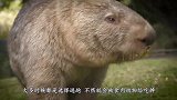 鳄鱼偷袭斑马，佛系斑马一动不动，屁股直接被咬一个“大洞”
