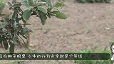 鹈鹕锁定鸽子，鸽子不知危险傻傻靠近，下一秒被一口吞下