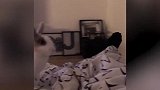 猫咪看见镜子中的自己，一会看看镜子后面一会来前面的，太逗了！