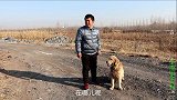 野外传出唱歌声，金毛追踪痕迹发现个苹果手机，大家说该咋处理？