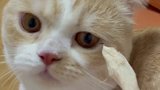 是不是所有女孩子都需要一只这样的猫？萌宠出道计划 打卡2021520 爱宠打卡520