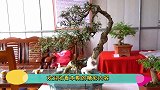 “万草万木万花筒，千手千法千景象”，这些盆景造型精美，很值钱