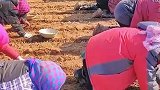 农村妇女有多受罪，凌晨四点半到地里