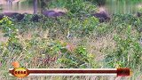 狮子和野牛干架,不料被野牛一角顶飞,场面十分惨烈