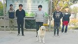 狗子听到音乐以后，做出的反应让人震惊，它没成精我都不相信！