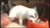 小奶猫护食的搞笑操作，谁敢在碰我试试！