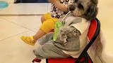 非常懂事听话的小可爱