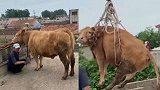 山东临沂：母牛上房看风景下不来，民警吊车救援：我太难了