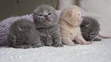 一群打瞌睡的小奶猫：我要找我妈