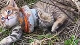 猫咪被套住的样子太心疼了, 如果没有被救助的话, 它该多绝望