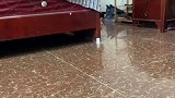 明显感觉到了波比逐渐发福的身材…橘猫 猫咪