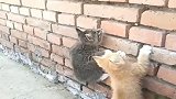 两只猫宝比起了攀岩，刚满月就会爬墙，这么逆天的吗！