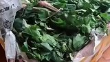妈妈从老家寄来的山野菜，打开箱子一看，有种想回家的冲动！