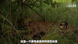 高分纪录片《与猎豹同行》男人融入豹群 拍下一段感人故事
