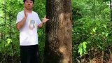 郴州八零后小伙黄瑶在树上绘画
