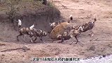 鬣狗打劫野狗群，不料被野狗群活活掏肛！