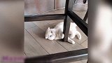 有趣的猫咪，白色的小猫咪在桌子下面，抱着桌角在转圈！