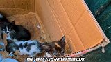 这么可爱的猫咪，却被纸箱困住了，它们的眼睛里充满无助与心酸