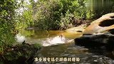 男子徒手抓鳄鱼,看到这熟练的手法,仿佛是贝爷二号