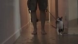 事实证明遛猫，绝对是个技术活