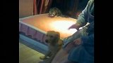 小金毛被主人揍, 一旁的猫咪也伺机而动, 金毛懵了
