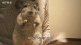 主人给龙猫洗澡，活生生弄出一场“沙尘暴”，隔着屏幕都觉得够呛