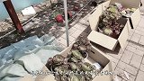 多肉新品来袭，大老桩法师备受青睐，速来围观