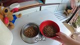 巴哥母子吃饭真不省心，欢欢提防崽崽劳神费力，吃饭累的气喘吁吁