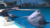小哥哥很帅，海豚很乖，如果都是我的就完美了