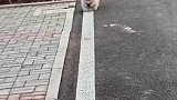 出门前靠跑，回家后靠爬