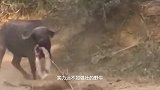 动物：这是我见过最强悍的母狮，单枪匹马捕食5吨大象