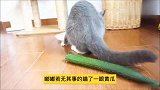 传说猫咪都害怕黄瓜铲屎官做了一个大胆的测试！