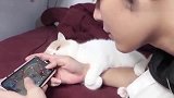 橘猫：铲屎的，游戏有什么好玩的，玩我呀！
