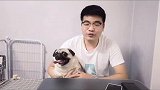 巴哥年纪大了问题多，前期花点钱才是真的省钱哈