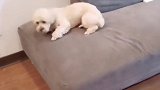 天气太热，家中的小泰迪都学会了自己开风扇睡觉