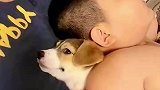 狗狗睡在小主人身边，小主人一翻身狗狗被压在身下