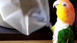 养了一只钟爱制造噪音的鹦鹉是一种什么体验，在线提问，鹦鹉怎么做比较好吃