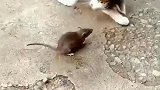 小猫爱上老鼠