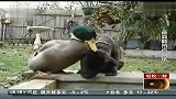 轻松一刻：狗狗小鸭和谐相处