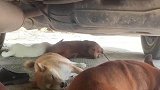 网友父亲带四只狗去露营，天气太热四狗一人全在车底避暑