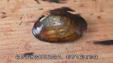 花1块5买了一个大河蚌，切开的那一刻，才发现赚大了