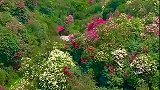 百里杜鹃，世界最大的天然花园，自驾游花海，你要来吗