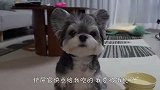 主人只给两粒狗粮，狗子看后啥反应？一定忍住不要笑