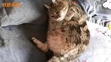 把猫咪寄养给爷爷3个月，回家后我肚子都笑疼了！